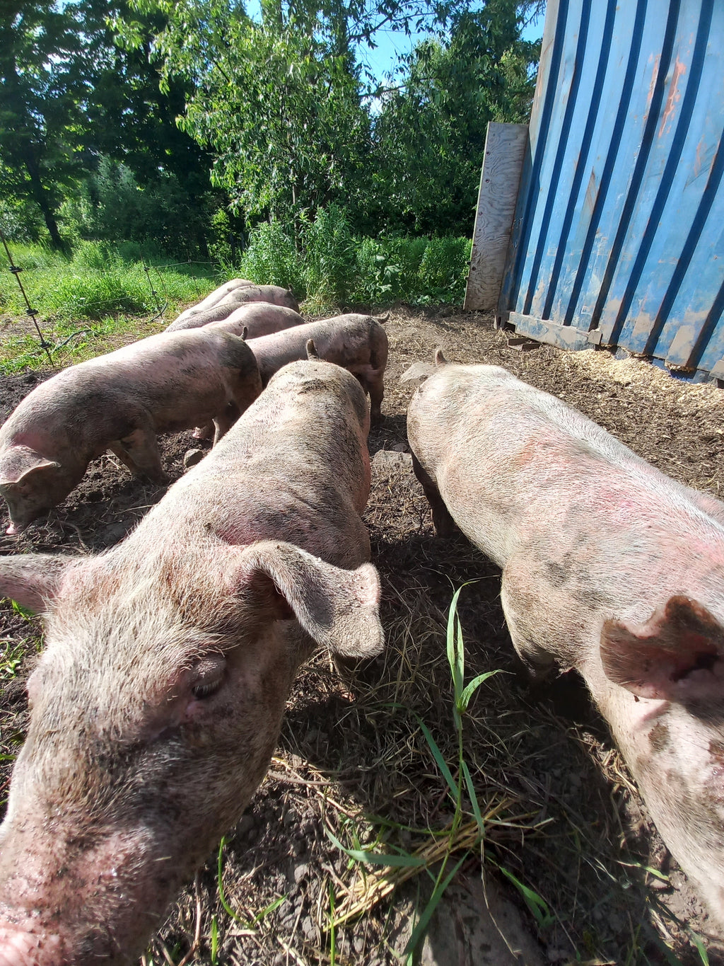 Half Pork Reservation