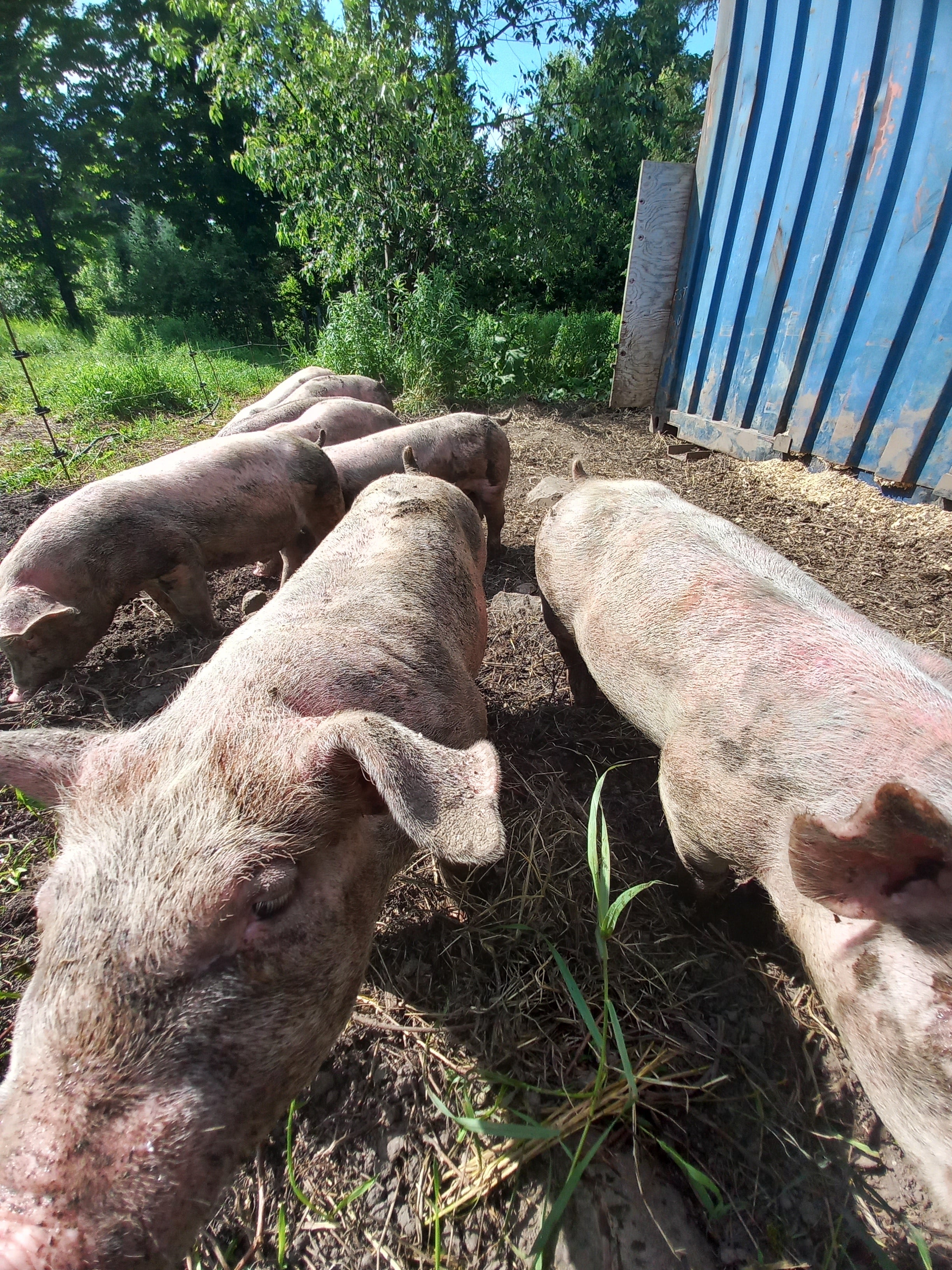 Half Pork Reservation