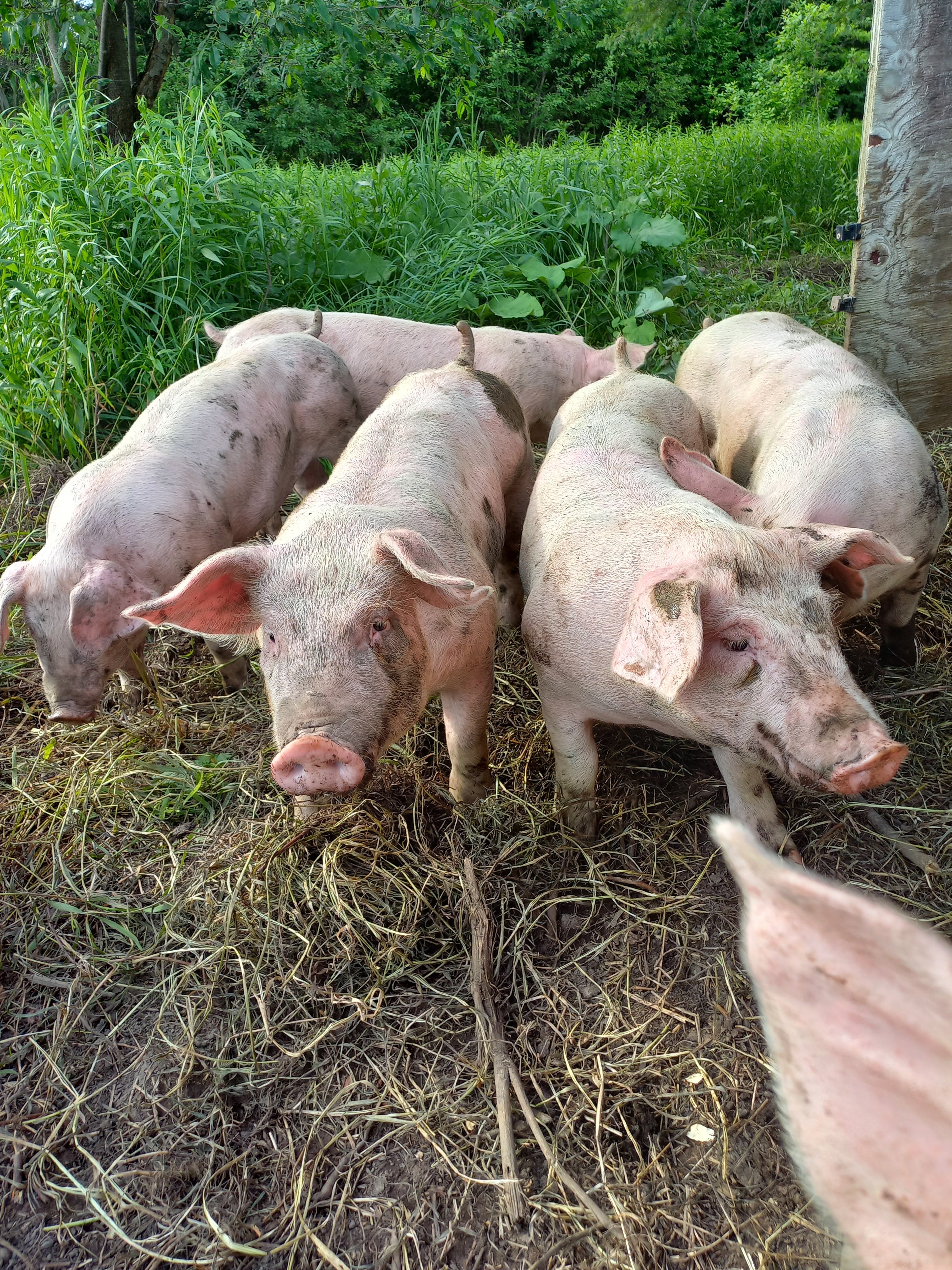 Half Pork Reservation