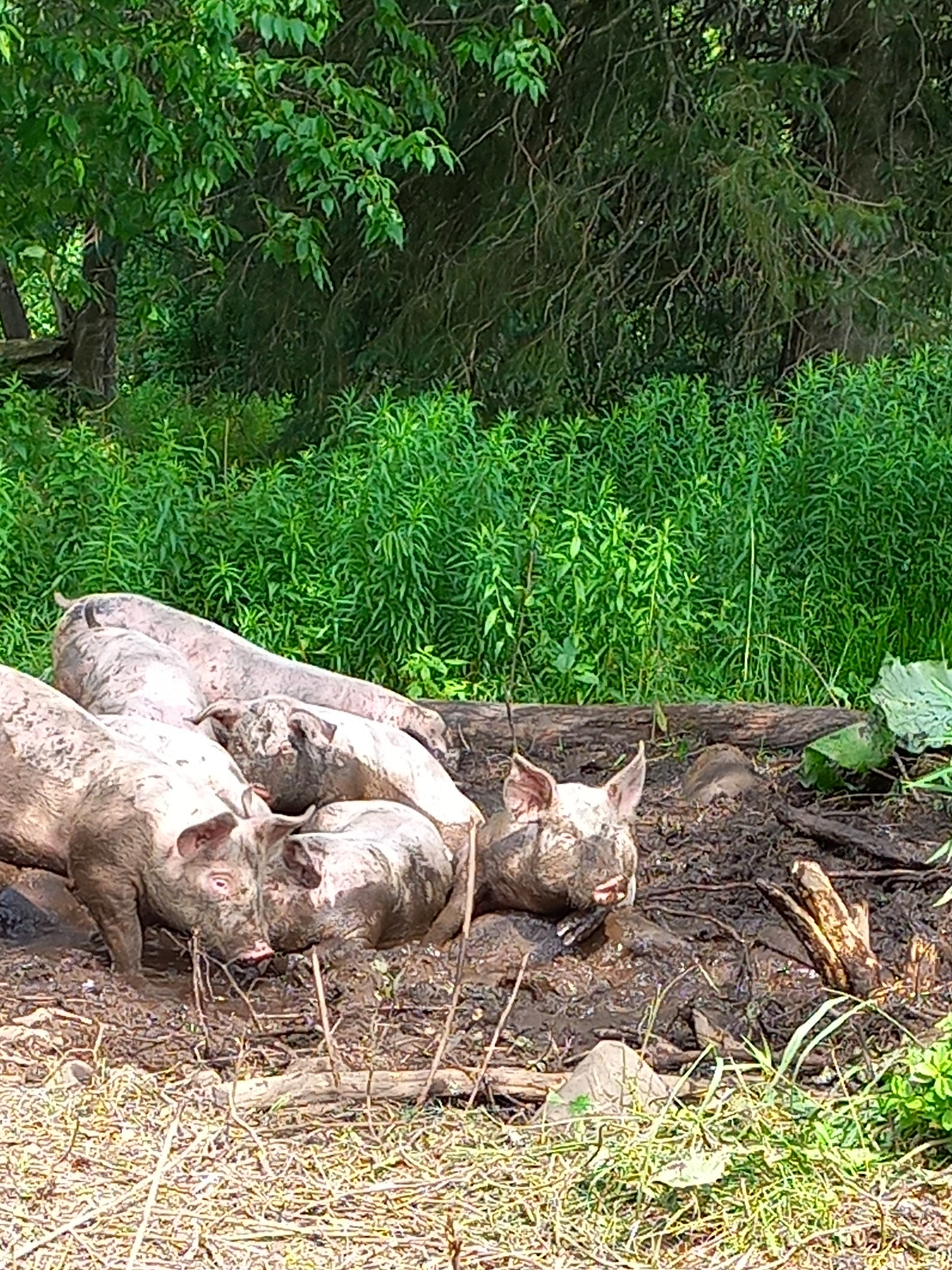 Whole Pork Reservation