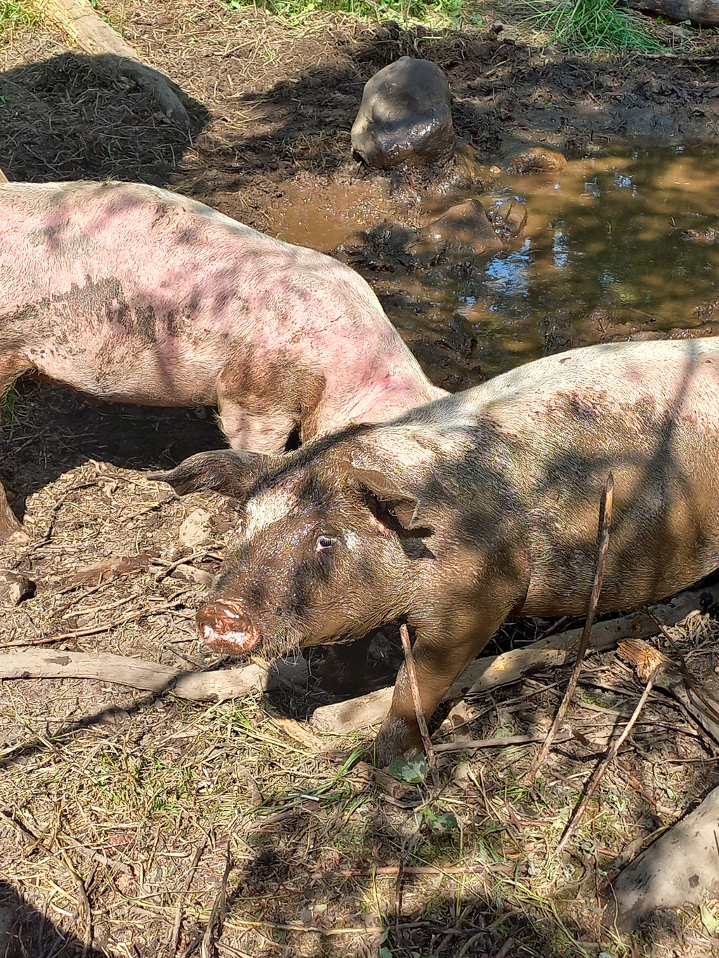 Whole Pork Reservation