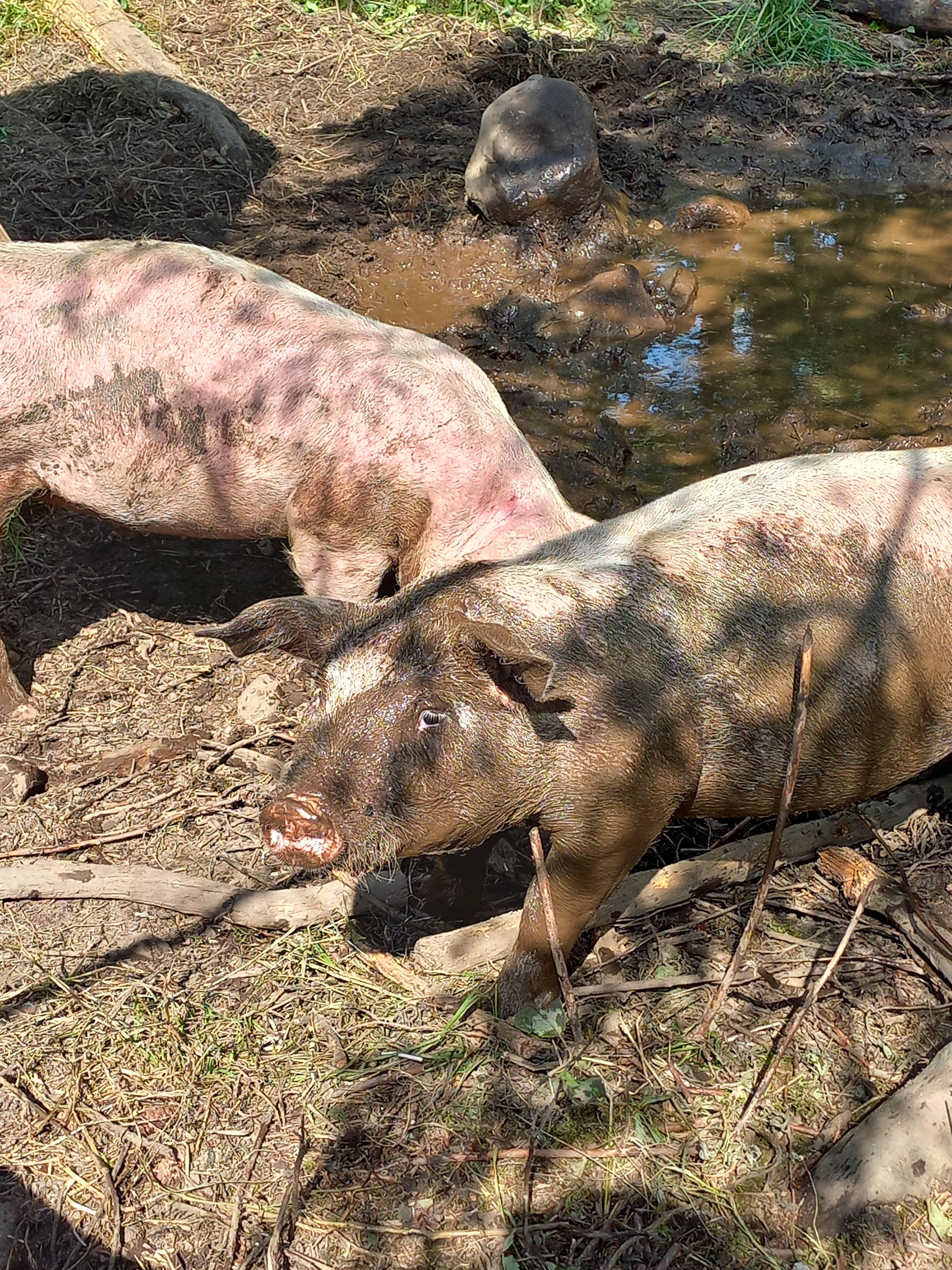 Whole Pork Reservation