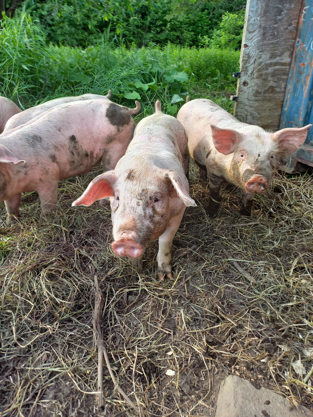 Half Pork Reservation
