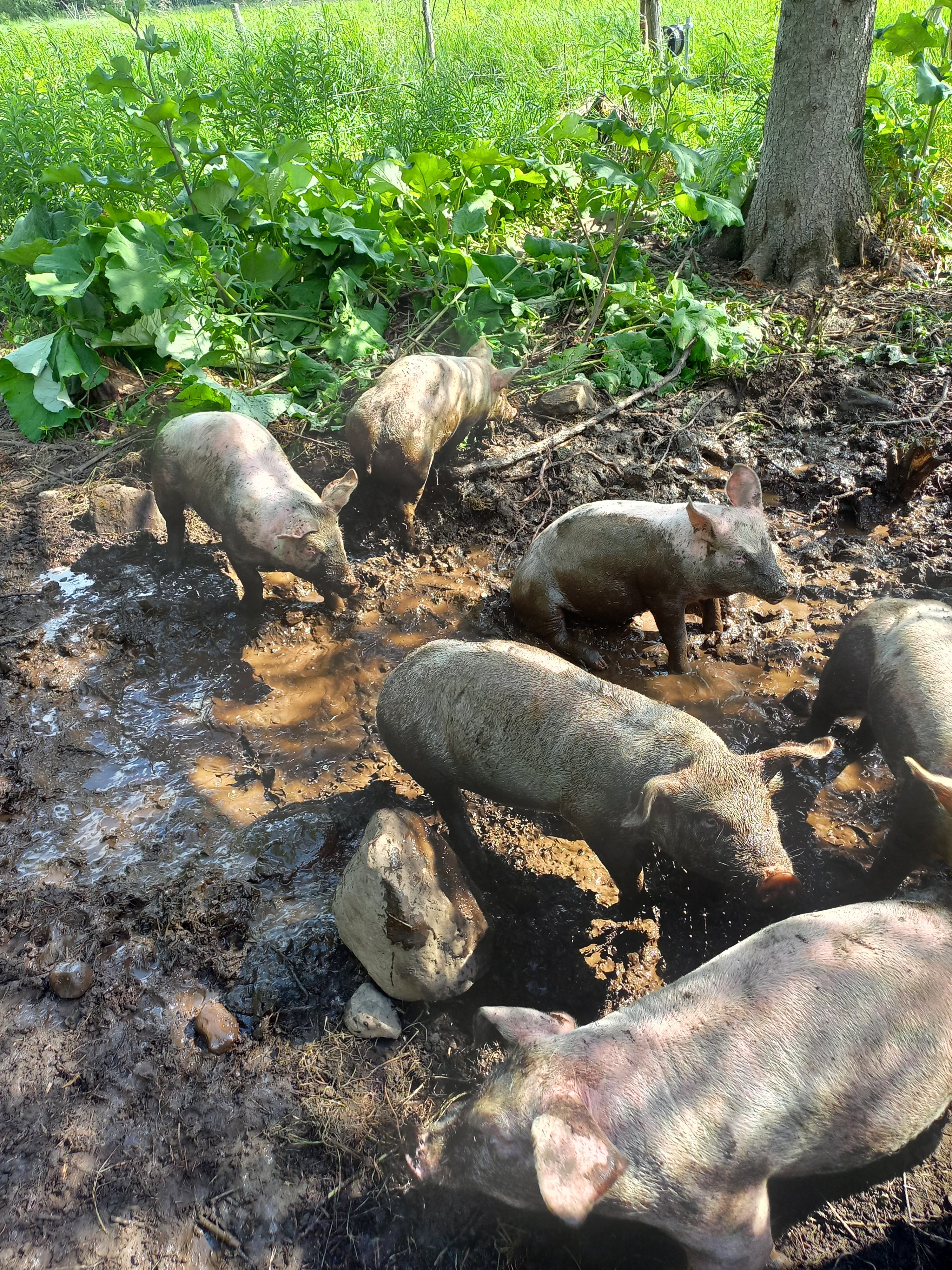 Whole Pork Reservation